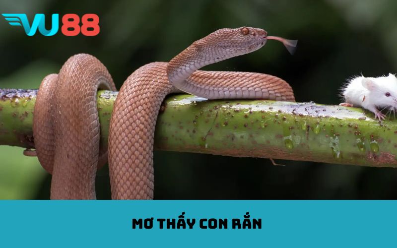 Mơ thấy con rắn